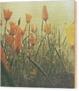 Misty Poppies Wood Print