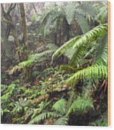 Misty Rainforest El Yunque Wood Print
