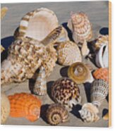 Mix Group Of Seashells Wood Print