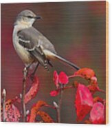 Mockingbird On Red Wood Print