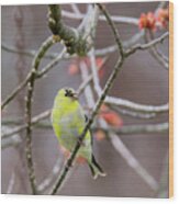 Molting Gold Finch Square Wood Print