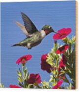 Moment Of Joy Hummingbird Square Wood Print