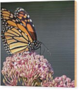 Monarch 2018-6 Wood Print