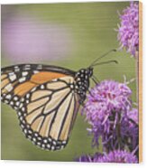 Monarch And Blazing Star 5-2015 Wood Print