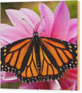 Monarch And Dahlia Wood Print