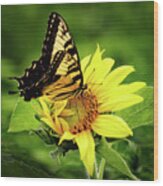 Tiger Swallowtail And Sunflower Wood Print