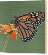 Monarch Wood Print