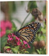 Monarch Butterfly On Fuchsia Wood Print