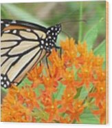 Monarch Butterfly 3050 Wood Print
