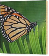 Monarch Butterfly 7642-101417-1cr Wood Print