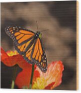 Monarch Butterfly And Poppies Wood Print