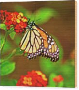 Monarch Butterfly Wood Print