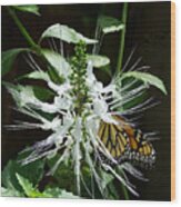 Monarch Butterfly Feeding Wood Print