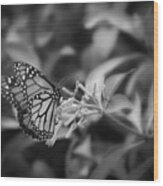 Monarch Butterfly In Black And White Wood Print