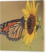 Monarch Butterfly On Sun Flower Wood Print