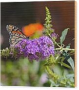 Monarch Butterfly On The Butterfly Bush Wood Print