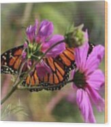 Monarch Butterfly On The Pink Cosmos Wood Print