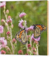 Monarch Butterfly Pair Square Format Wood Print