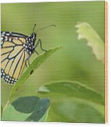 Monarch Butterfly Wood Print