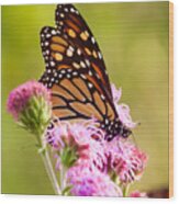Monarch Butterfly Square Wood Print
