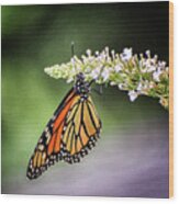 Monarch Butterfly Wood Print