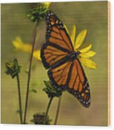 Monarch  In The Garden - Vertical Wood Print