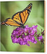 Monarch Moth On Buddleias Wood Print
