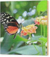 Monarch On Flower Wood Print