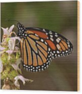 Monarch On Spotted Beebalm Wood Print
