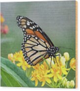 Monarch On Yellow Wood Print