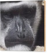 #monkey #cleveland #clevelandgram Wood Print