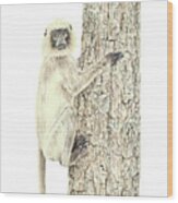 Monkey In The Tree Wood Print