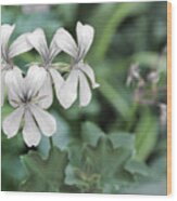 Monochrome Flowers On Green Wood Print