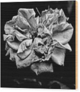 Monochrome Rose August Wood Print