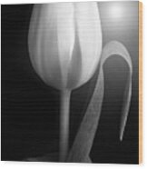 Monochrome Tulip Portrait Wood Print