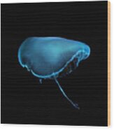 Moon Jellyfish Wood Print