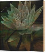 Moonlit Water Lily Wood Print