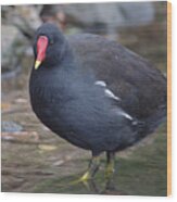 Moorhen Stalking Wood Print