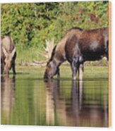 Moose Country Wood Print