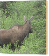Moose Wood Print