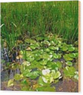 More Royal Canal Lilly Pads Wood Print