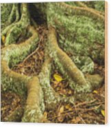 Moreton Bay Fig Wood Print