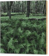 Morning Fern Wood Print