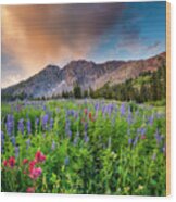 Morning Flowers In Little Cottonwood Canyon, Utah Wood Print