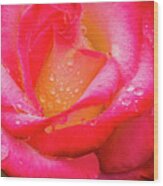 Morning Rose For You Wood Print