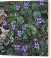 Morning Wild Violets Wood Print