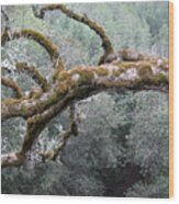 Mossy Oak -- Oak Tree On Mt. Hamilton Road, Santa Clara County, California Wood Print