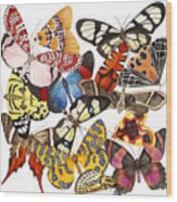 Moths And More Moths Wood Print