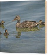 Mottled Duck With Ducklings Wood Print