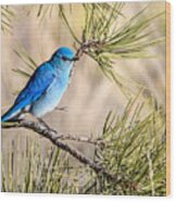 Mountain Bluebird In A Pine Wood Print